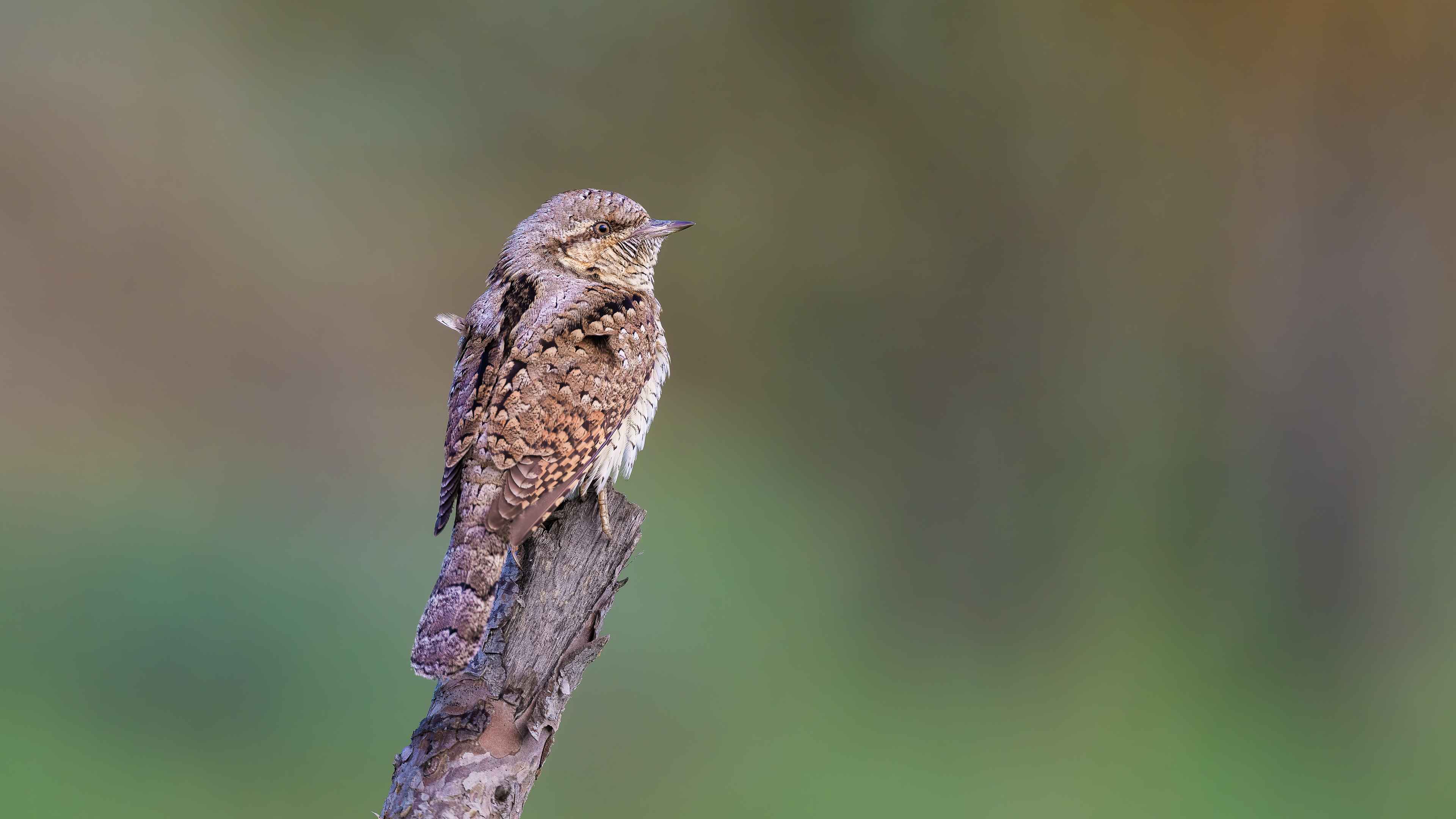 Eurasian Wryneck